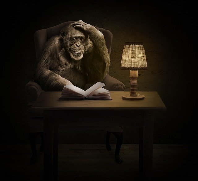 Šimpanz sedí za pracovným stolom, na ktorom je kniha a lampa.jpg